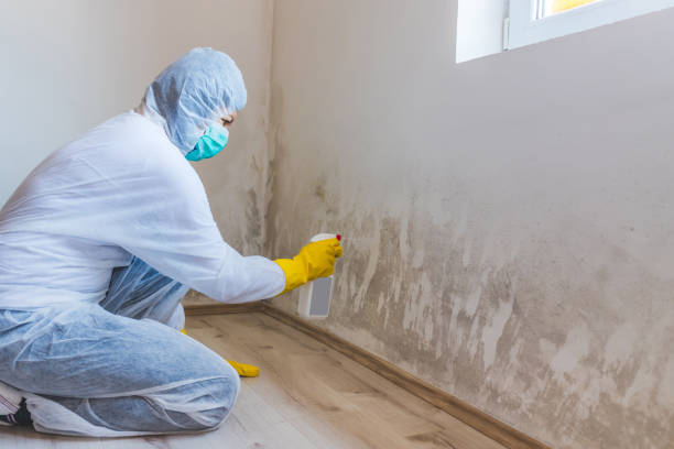 Licensed Black Mold Removal service in Garrett, WA - WQB Mold Removal
