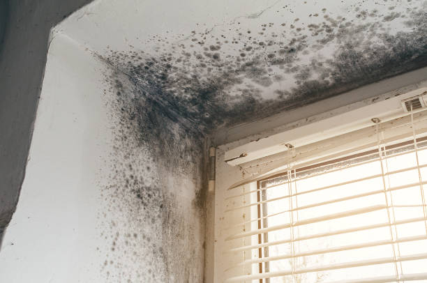 Affordable Black Mold Removal solutions in Garrett, WA